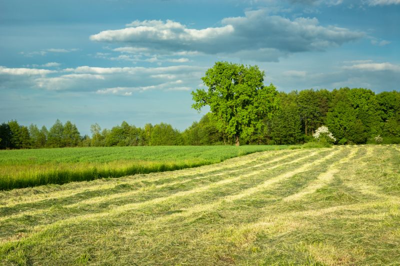 Pasture Clearing in Salt Lake City, UT
