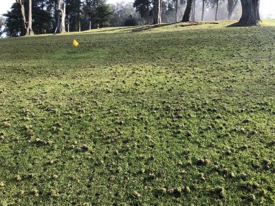 Lawn Leveling Service Options and Insights
